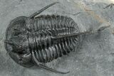 Devil Horned Cyphaspis Walteri Trilobite - Mrakib, Morocco #350491-1